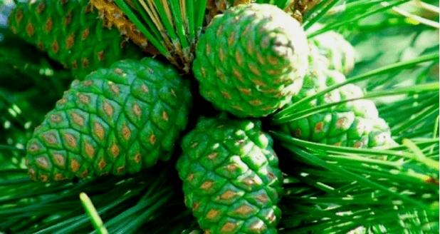Coni di pini vert