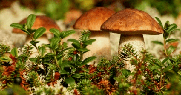champignons